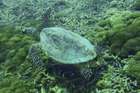 Tortuuu en las Islas Gili
