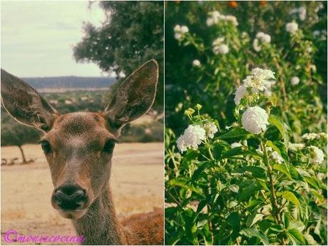 SUIZOS CON LECHE DE COCO