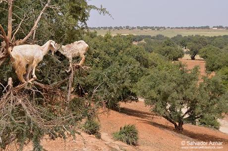 El Argán y las cabras trepadoras