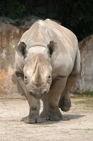 sueño con rinocerontes