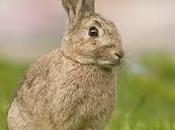 Curiosidades soñar conejos, liebres conejitos.