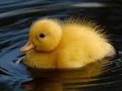 Significado soñar patos patitos según situación actual.