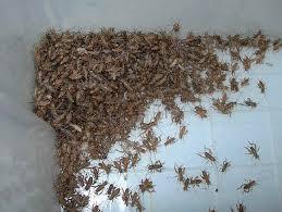 Soñar con grillos y su significado real. Dale un significado a tu sueño con grillos. sueño con grillos