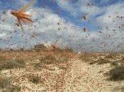 Analizando soñar saltamontes. sueño genera controversias.