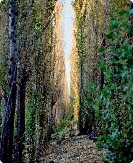 ruta del vino rio negro1