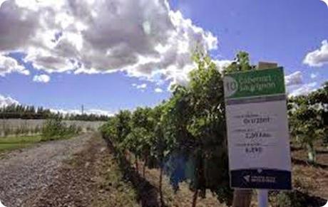ruta del vino rio negro4