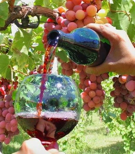 ruta del vino rio negro3