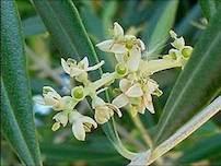 aforo de aceite de oliva