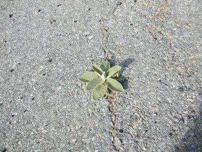 Grandes historias de cosas pequeñas - 13: La flor en el hormigón