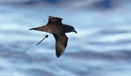 petrel de Mascareñas con un huevo en el vientre