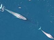 ballenas azules recuperan California