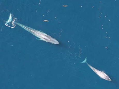 ballenas azules en California