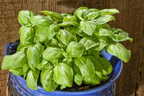 La albahaca es una planta ampliamente utilizada en la cocina