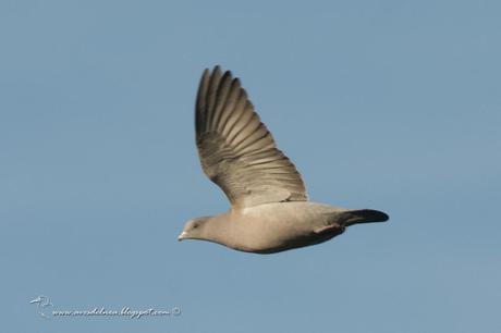 Paloma manchada (Spot-winged Pigeon) Patagioenas maculosa