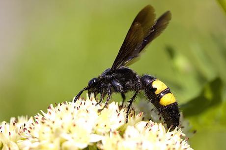 Para ampliar Scolia hirta (Schrank 1781) hacer clic