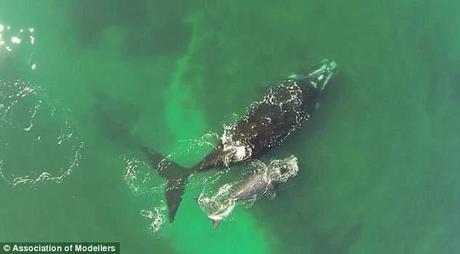 dron filma a ballena franca austral y su cría