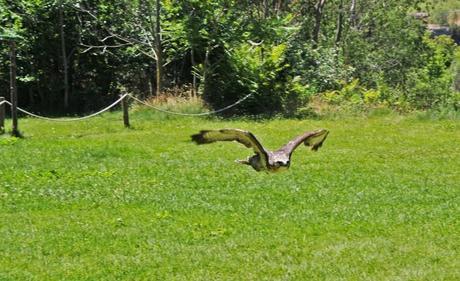 CETRERÍA: UNA OPINIÓN PERSONAL monasterio35