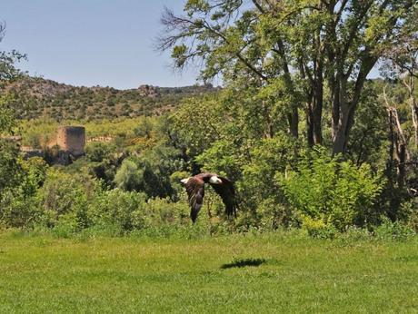 CETRERÍA: UNA OPINIÓN PERSONAL monasterio36