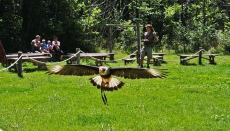CETRERÍA: UNA OPINIÓN PERSONAL Caracara o carancho. Foto: Sara Gordón