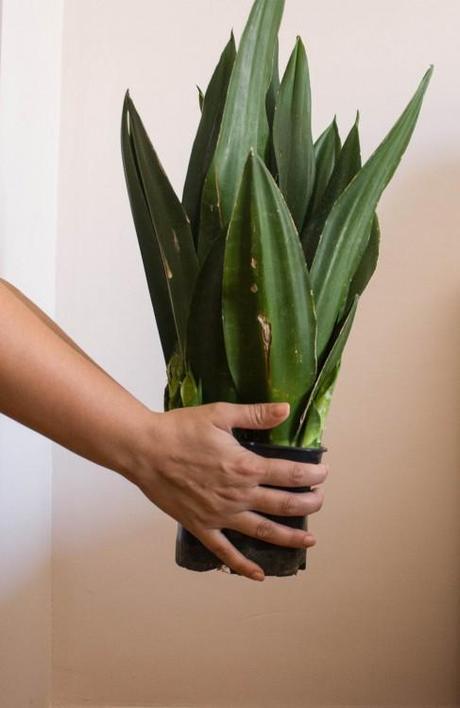 UN RINCÓN Y UNA PLANTA PLANTA Y RINCON2