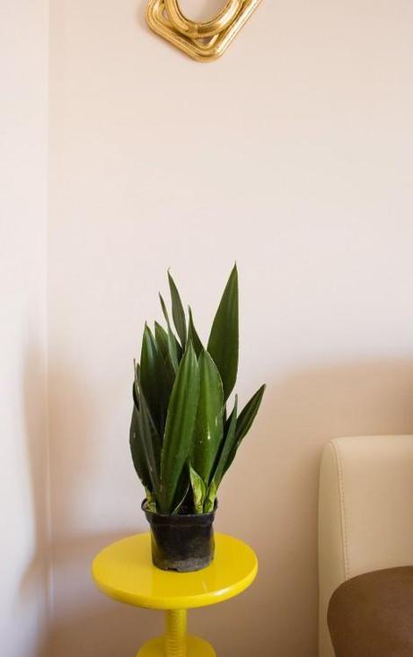 UN RINCÓN Y UNA PLANTA PLANTA Y RINCON