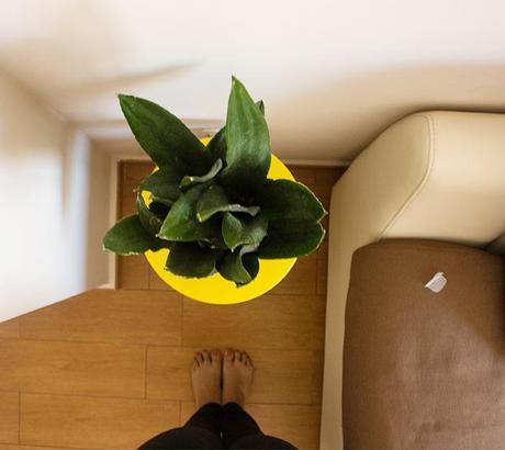 UN RINCÓN Y UNA PLANTA PLANTA Y RINCON1