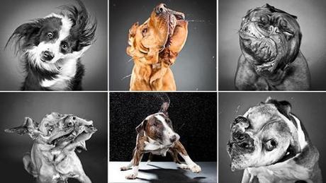 shaking dogs