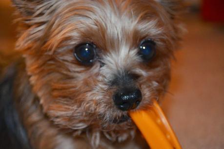 5 reglas de oro sobre tu perro