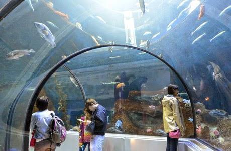 Acuario de Quebec Musée du Fort, Canadá, Provincia de Quebec, Bus Rouge