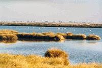 LA PIEL DE TORO: DEL CABO DE GATA AL DE SAN VICENTE (VII) REGRESO DE PORTUGAL, POR CARTAYA, EL ROMPIDO, PUNTA UMBRÍA, DOÑANA Y EL ROCÍO, HASTA ARCOS DE LA FRONTERA