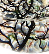 Un mundo vivo autosuficiente en una bola de cristal ecosfera_3