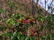 malo niños tomen café?