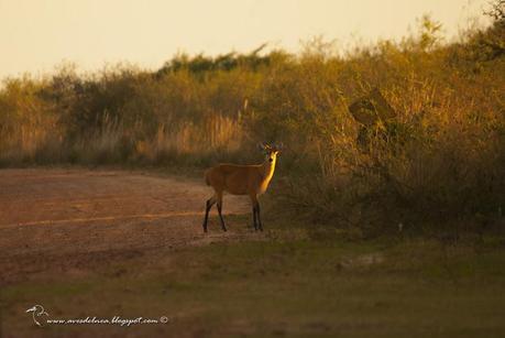 Postales del Iberá, Junio 2014