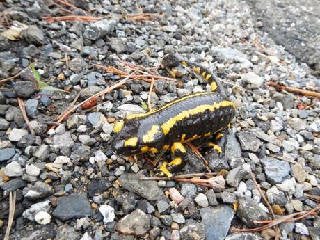 Salamandra en el valle de Benasque