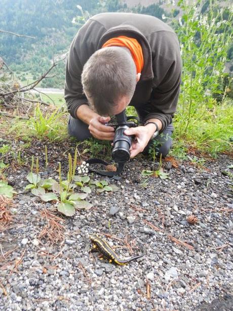 Salamandra en el valle de Benasque
