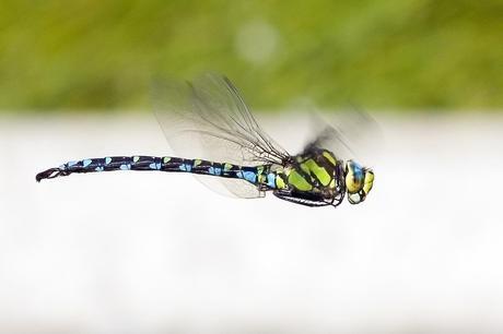 Para ampliar Aeshna cyanea (Müller, 1764) hacer clic