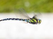 Aeshna cyanea (Müller, 1764)