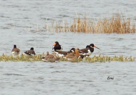 DÍA MUNDIAL DE LOS LIMÍCOLAS