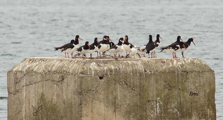 DÍA MUNDIAL DE LOS LIMÍCOLAS