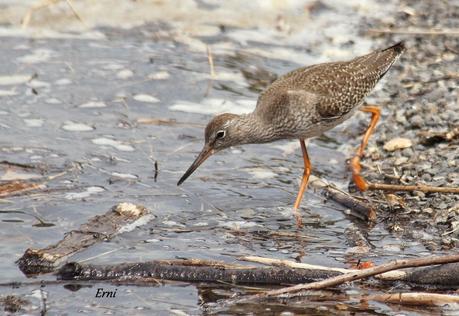 DÍA MUNDIAL DE LOS LIMÍCOLAS