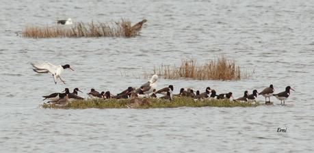 DÍA MUNDIAL DE LOS LIMÍCOLAS