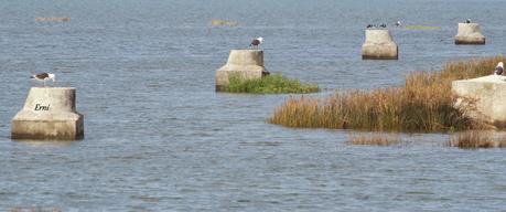 DÍA MUNDIAL DE LOS LIMÍCOLAS