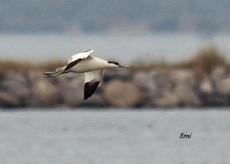 DÍA MUNDIAL DE LOS LIMÍCOLAS