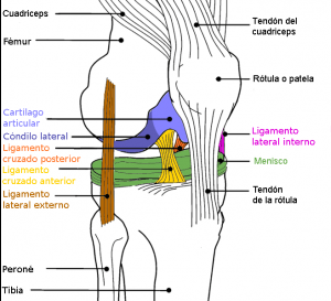 Diagrama de rodilla