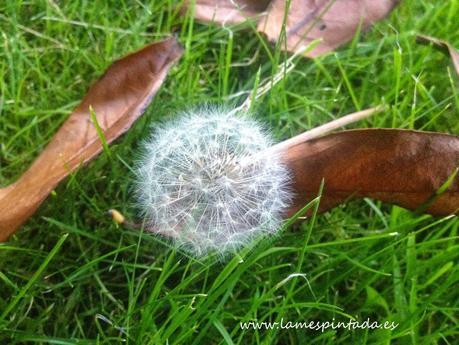 Plan Macro I - Diente de león