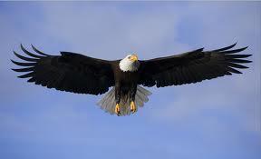 Lo que necesitas saber al soñar con águilas. sueño con aguilas