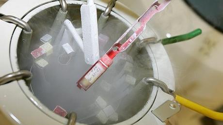 ENCARNIZAMIENTO REPRODUCTIVO