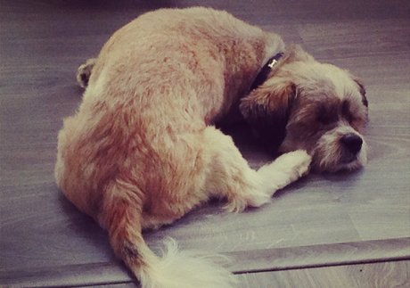 Cosas que hago realmente mal Pacco sin ganas de levantarse