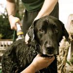 ¿Por qué no deberías usar champú de personas en los perros? Por qué no deberías usar champú de personas en los perros