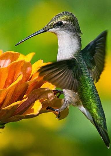 Los Colibrís son los pájaros más pequeños del mundo.